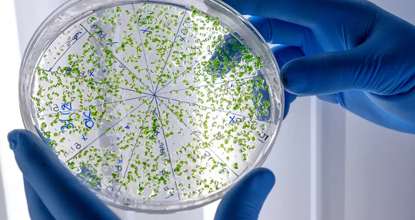 Bioremediation & Land Remediation